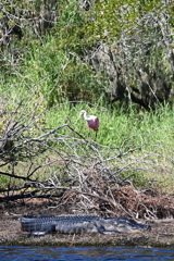 A Roseate Spoonbill and a Sleeping Gator