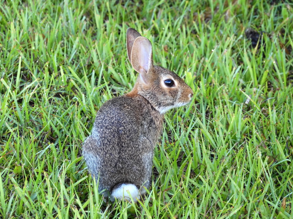 Eastern Cottontail II 7-30-23