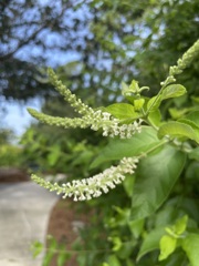 Aloysia virgata I 7-25-23