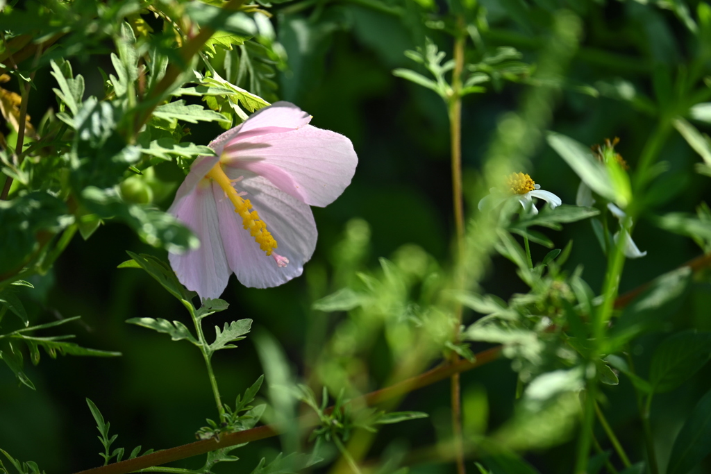 Virginia Salt Marsh Mallow 7-9-25
