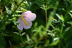 Virginia Salt Marsh Mallow 7-9-25