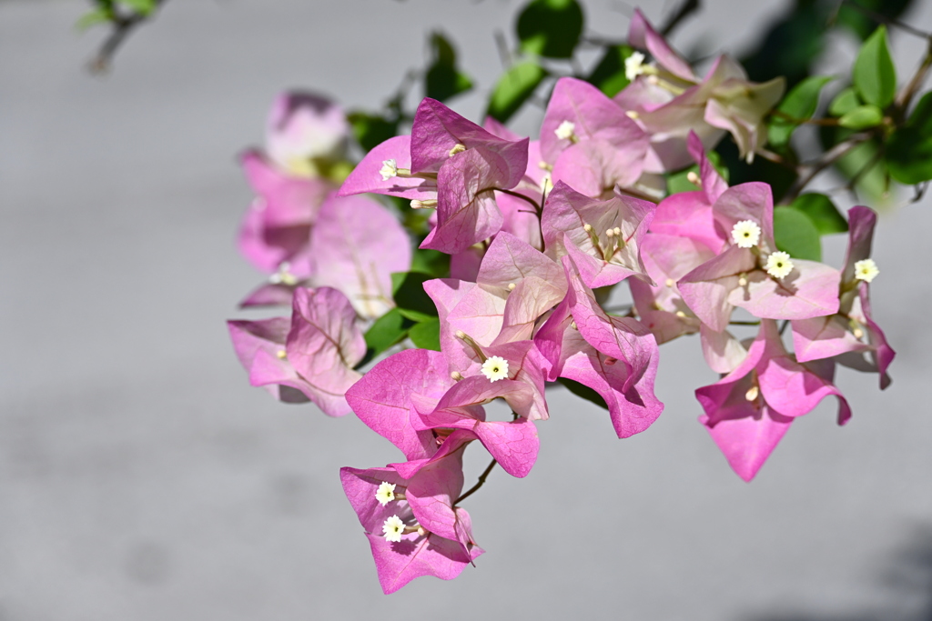 Rosa Preciosa  12-16-25