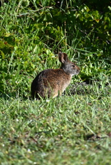 Marsh Rabbit I 8-20-25