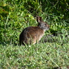 Marsh Rabbit I 8-20-25