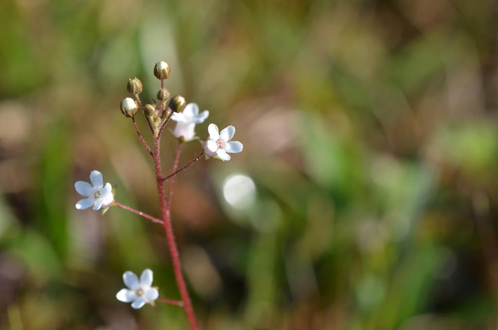 Limewater Brookweed II 5-4-23