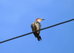 Red-Bellied Woodpecker 4-5-23