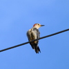 Red-Bellied Woodpecker 4-5-23