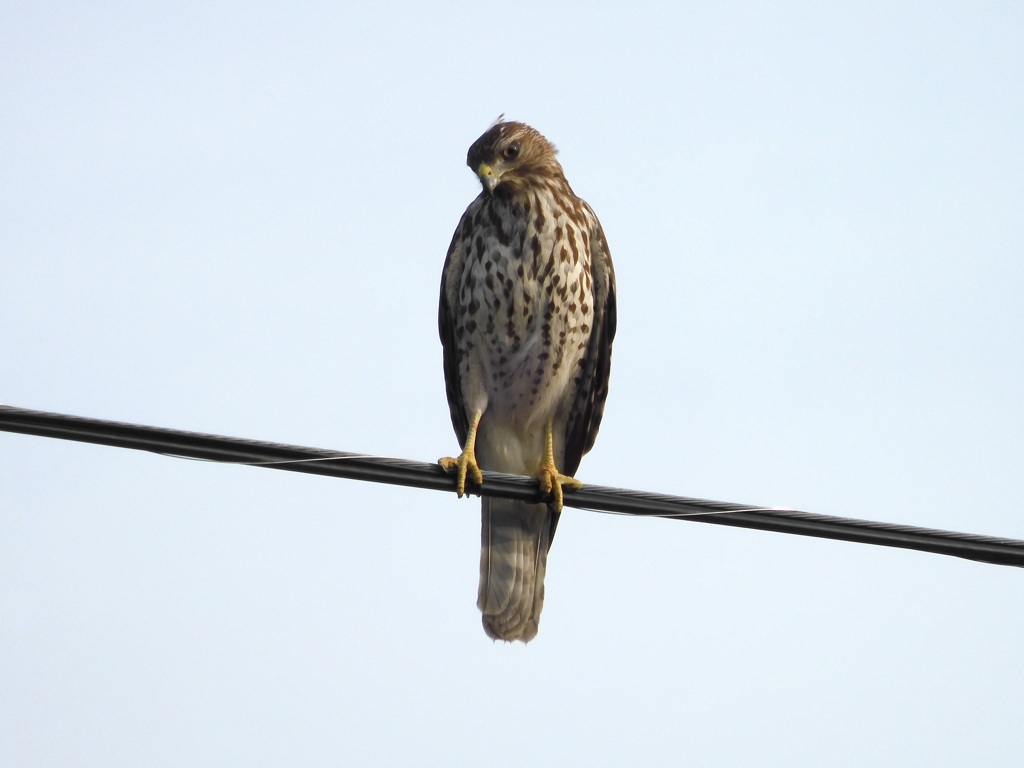 Red Shoulder Hawk I 11-24-23