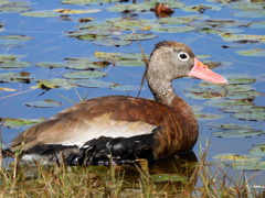 Black-bellied Whistling Duck 2-4-25