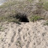 Burrow 4-6-23