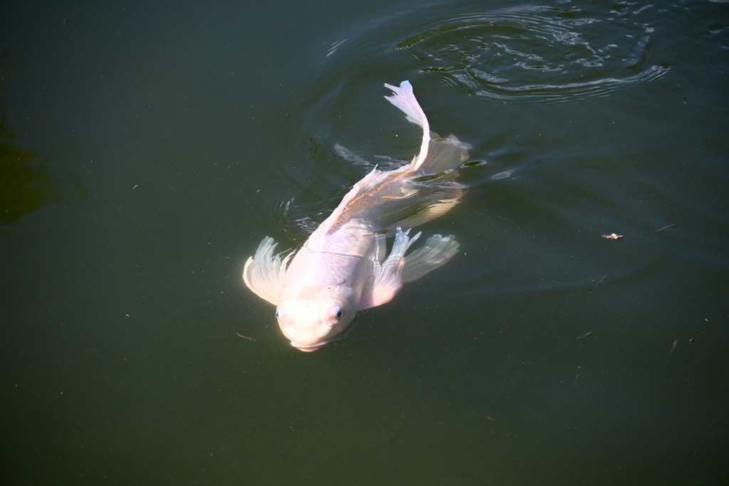 銀ちゃん　12-16-25