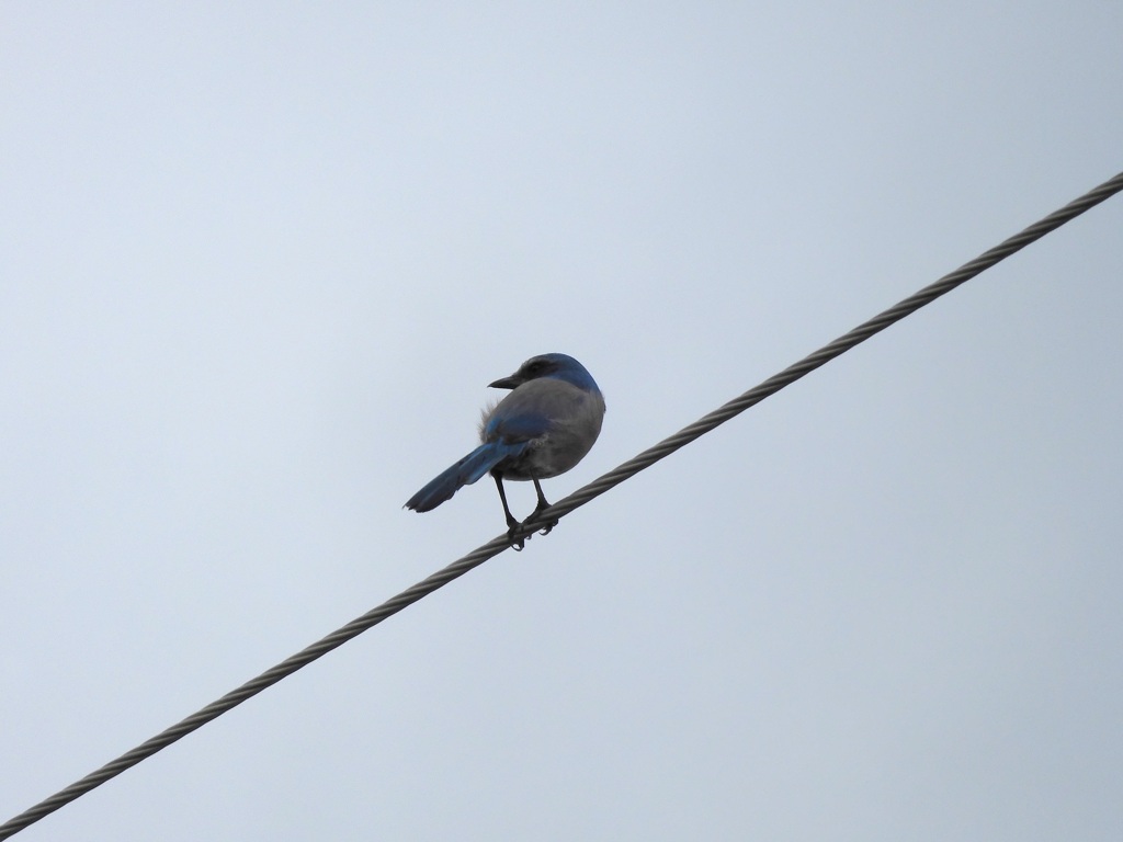 Florida Scrub Jay I 10-14-23