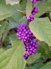 American Beautyberry I 8-21-23