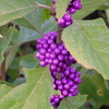 American Beautyberry I 8-21-23