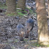 Wild Turkeys I 1-2-23