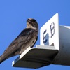 Female Purple Martin 6-27-23