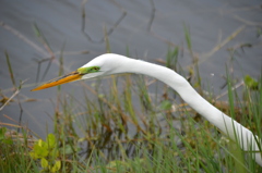 Great Egret Hunting VII 3-5-24
