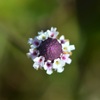 Fogfruit 3-22-25