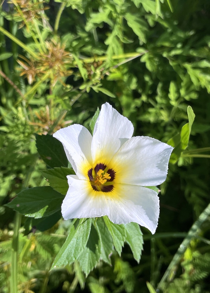 White Alder III 8-30-25
