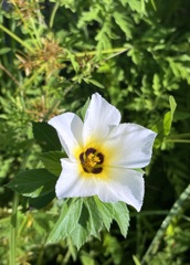 White Alder III 8-30-25