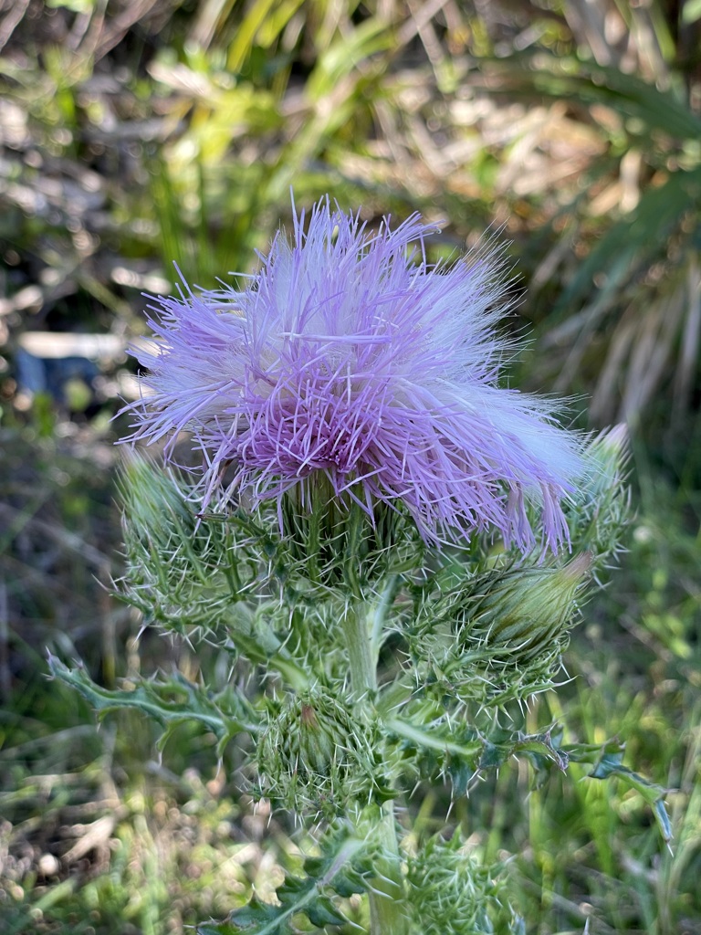 Purple Thistle III 2-9-23