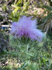 Purple Thistle III 2-9-23