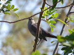 Gray Catbird 2-23-23