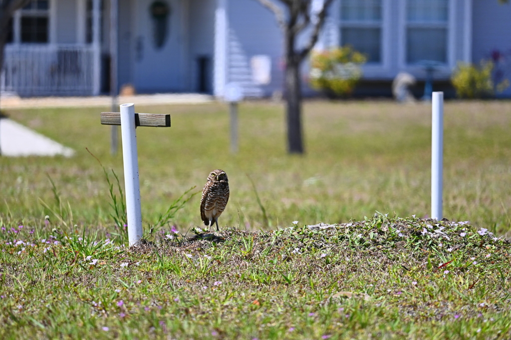 Florida Burrowing Owl at Koza-Saladino 