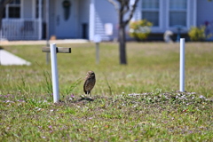 Florida Burrowing Owl at Koza-Saladino 
