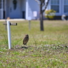 Florida Burrowing Owl at Koza-Saladino 