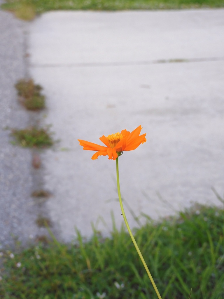 Yellow Cosmos 8-12-23