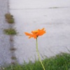 Yellow Cosmos 8-12-23