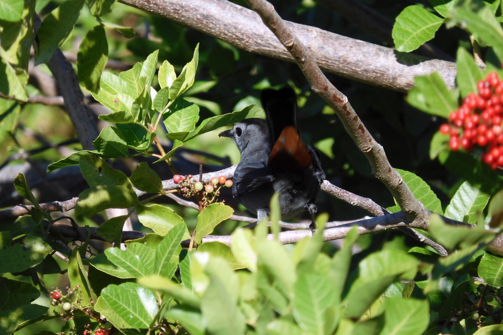 Gray Catbird III 1-18-23