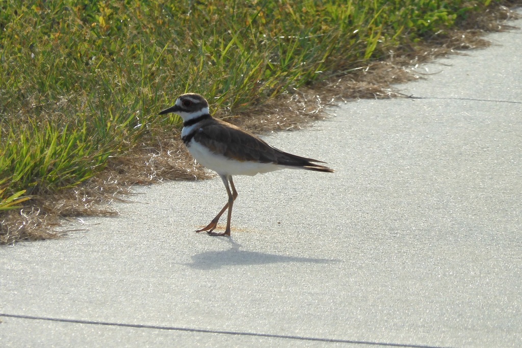Killdeer II 7-16-23