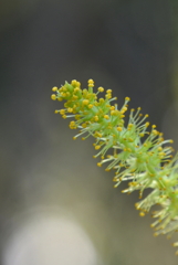 Salix caroliniana 2-4-25