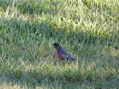 One American Robin 1-11-23