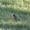 One American Robin 1-11-23