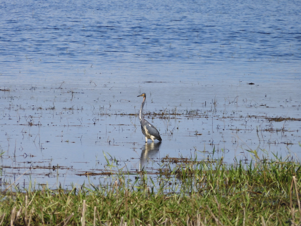 Tricolored Heron I 1-2-23