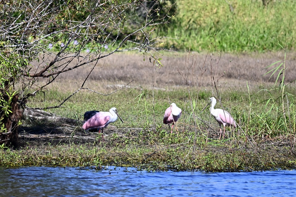 Roseate spoonbills settled  10-15-25