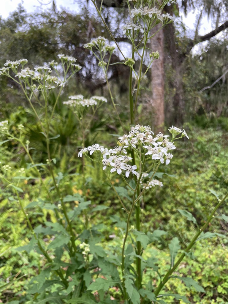 Verbesina virginica 11-28-23