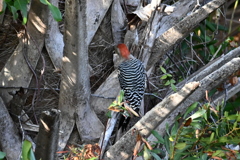 Red-bellied Woodpecker II 11-6-24