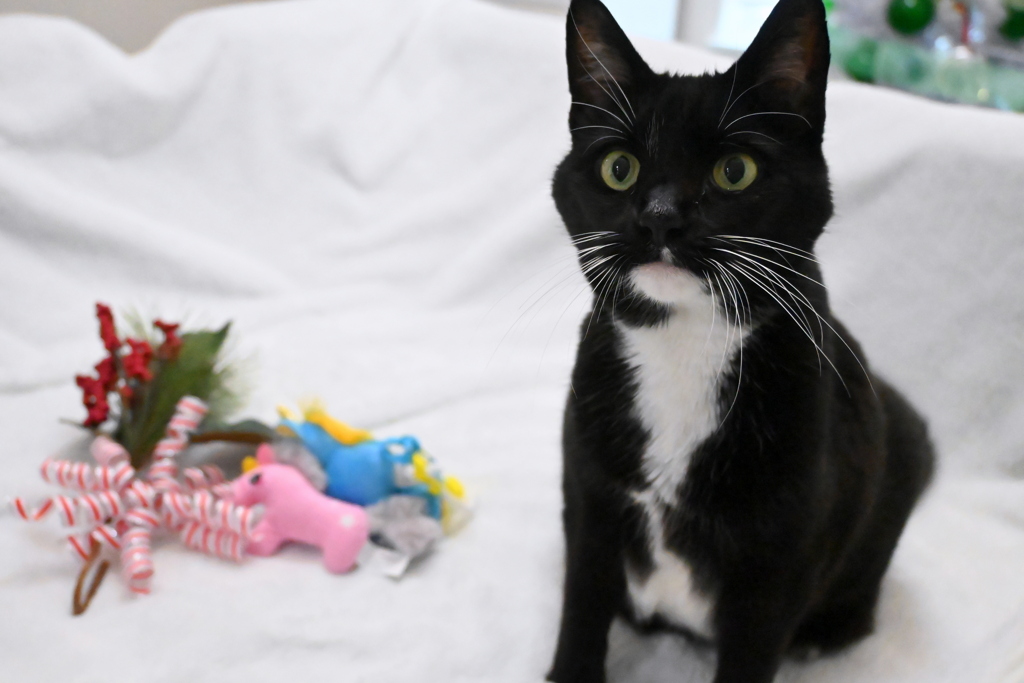 When Mom Says Sit  12-30-25