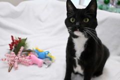 When Mom Says Sit  12-30-25