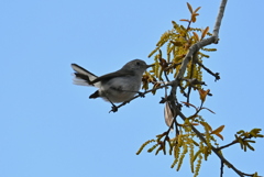 Blue-Gray Gnatcatcher II 2-26-26