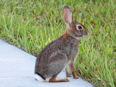 Eastern Cottontail I 7-30-23