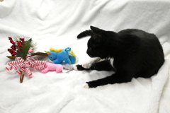 あんよ　12-30-25