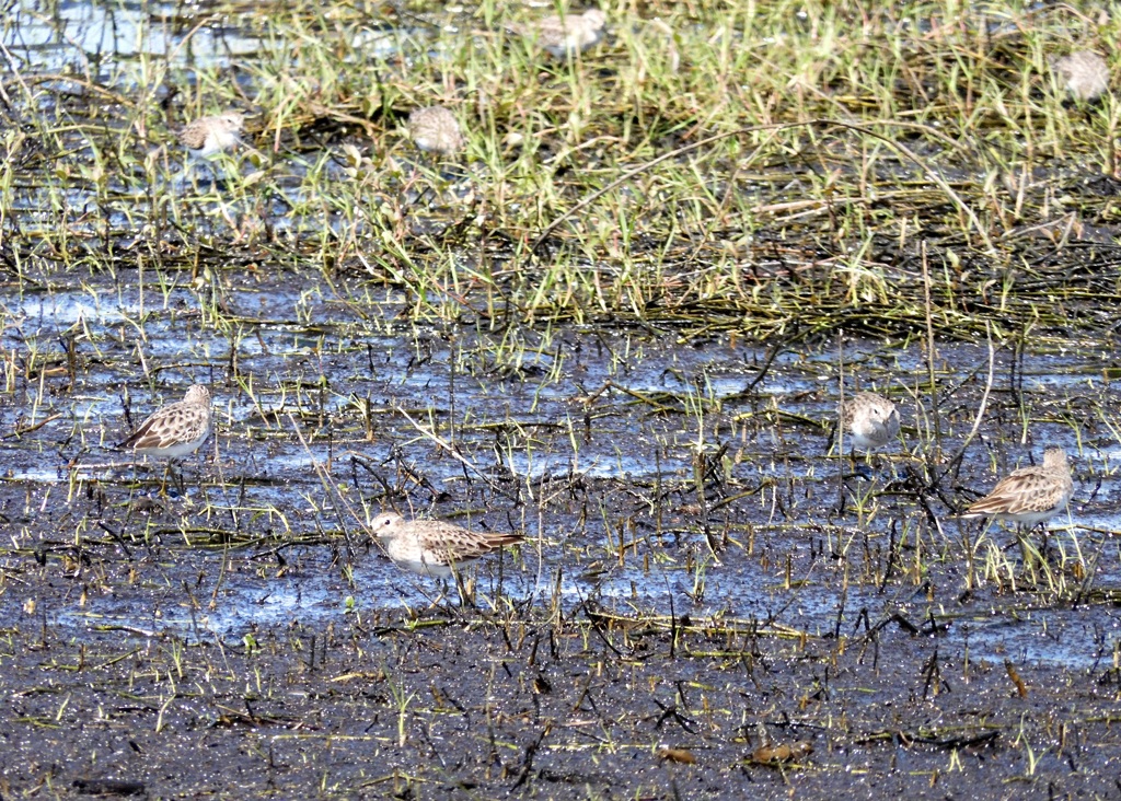 Calidris minutilla 10-15-25