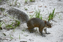Eastern gray squirrel 7-9-25