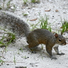 Eastern gray squirrel 7-9-25