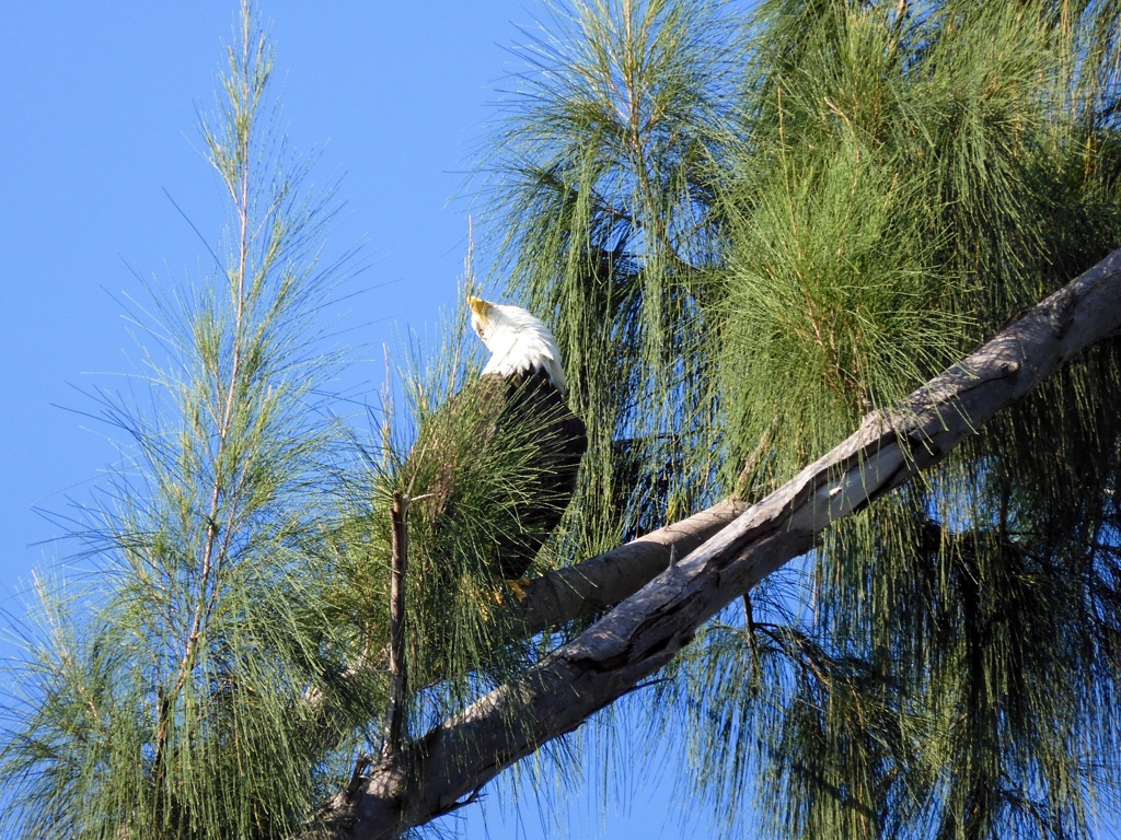 Watching a Osprey 9-10-23